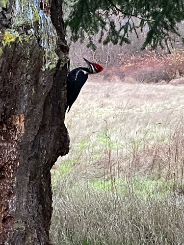 Pileated Woodpecker