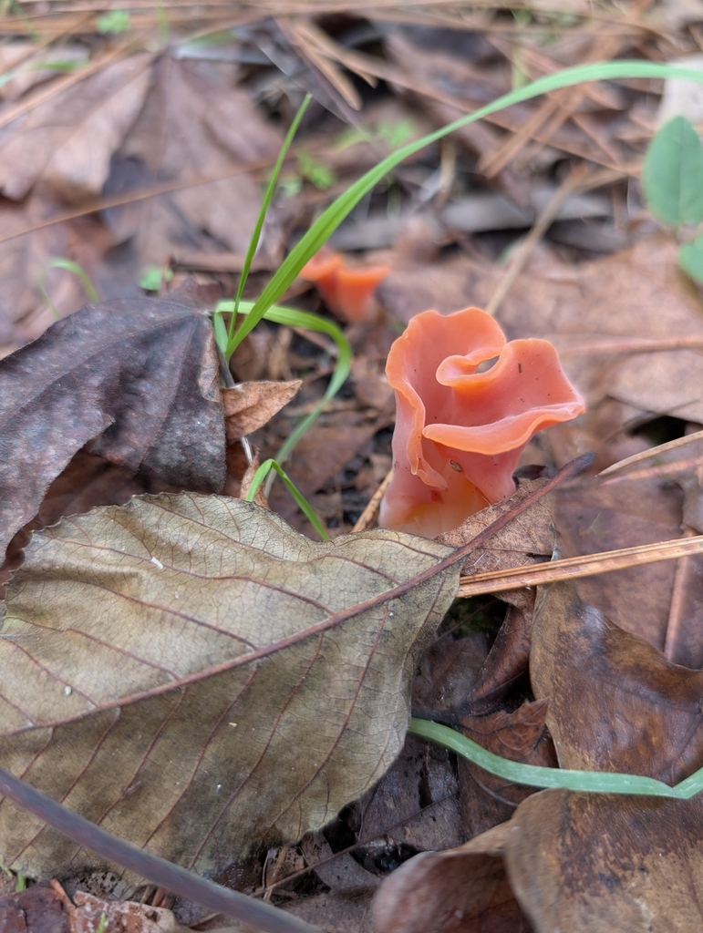 Guepinia helvelloides · December 2025 · photo: © lisaredfern (iNaturalist, cc0)