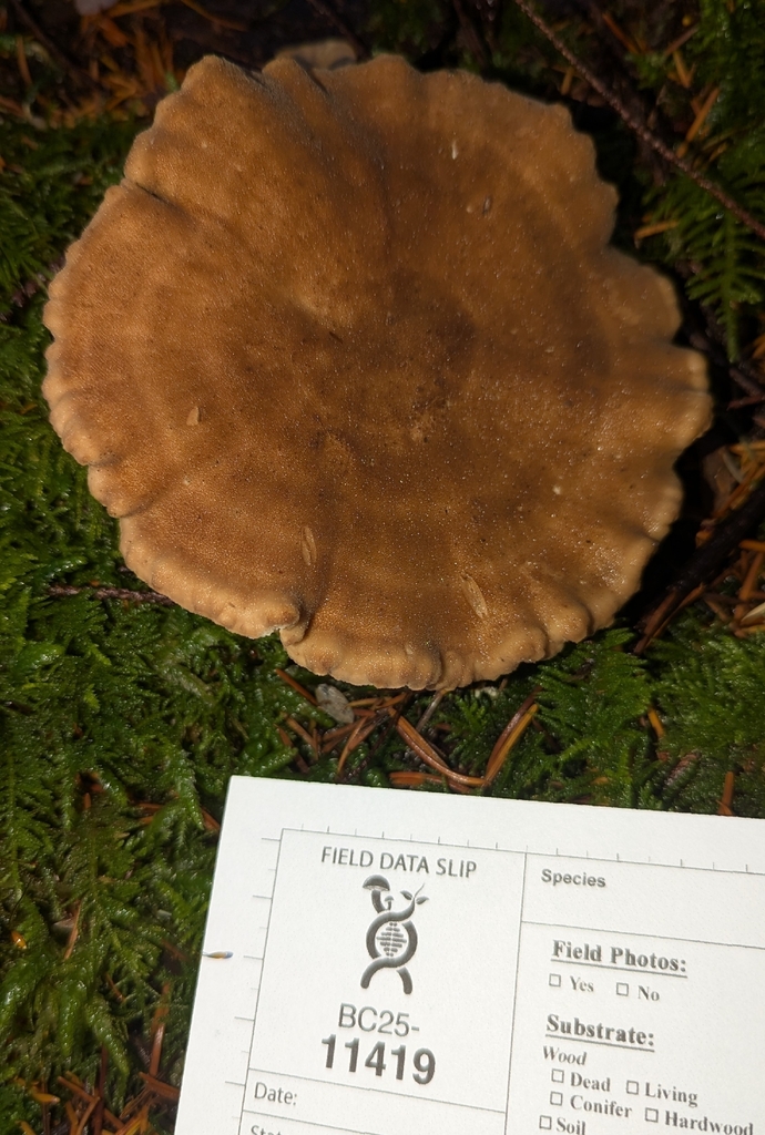 Jahnoporus hirtus · December 2025 · photo: © benkeen (iNaturalist, cc0)