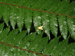 Gymnobathra flavidella