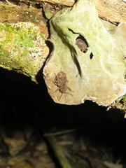 Syrphetodes marginatus