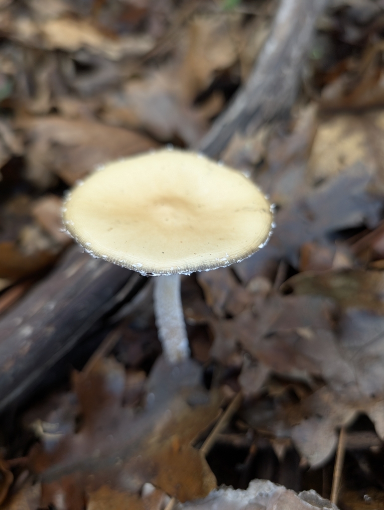 Stropharia ambigua · December 2025 · photo: © lisaredfern (iNaturalist, cc0)
