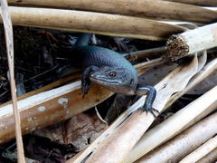 Emoia nigra