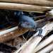 Black Emo Skink - Photo (c) Kai Squires, some rights reserved (CC BY-SA)