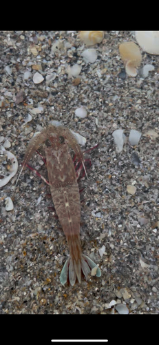 Sicyonia brevirostris observed 2025-08-28
