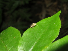 Brachyolus punctatus