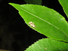 Brachyolus punctatus