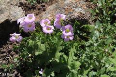Oxalis comosa