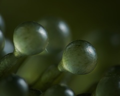 Caulerpa lentillifera