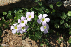 Oxalis comosa