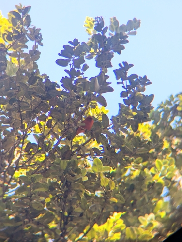 Loxops coccineus observed 2025-11-25