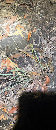 Tiger Snake sighting