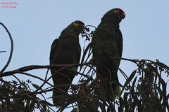 Amazona autumnalis