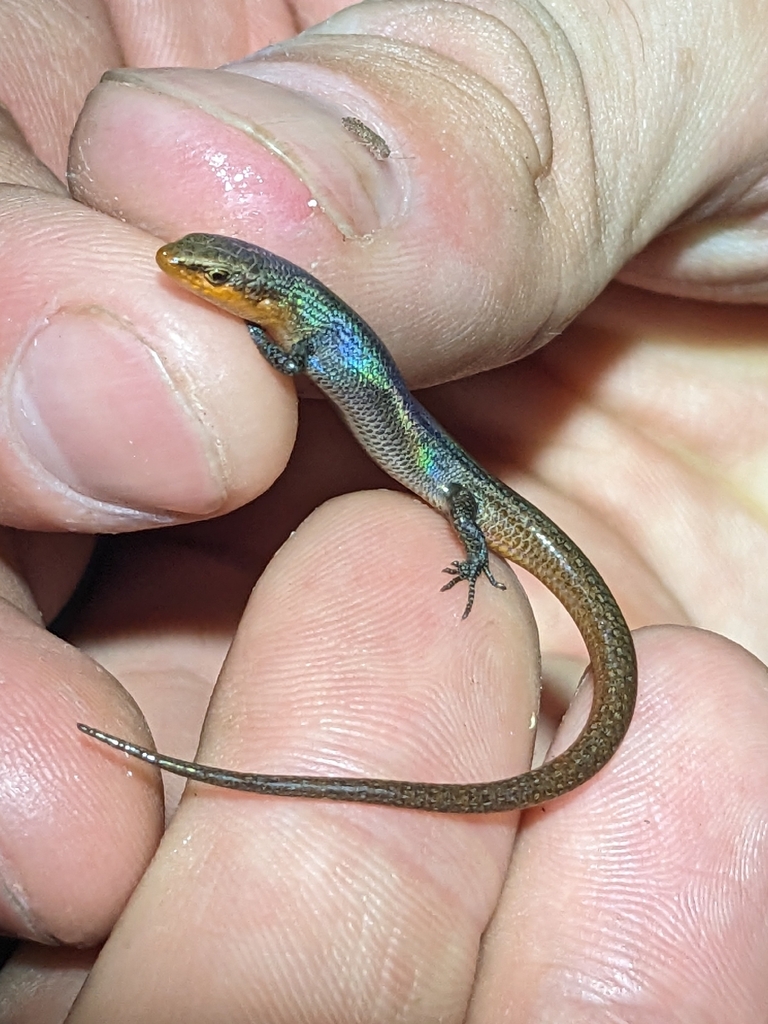 Sun-loving Litter-skink