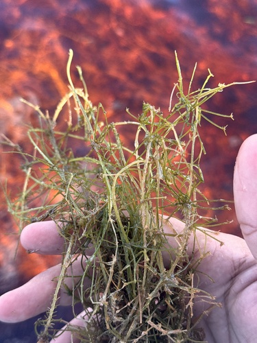 Chara hornemannii observed 2025-12-05