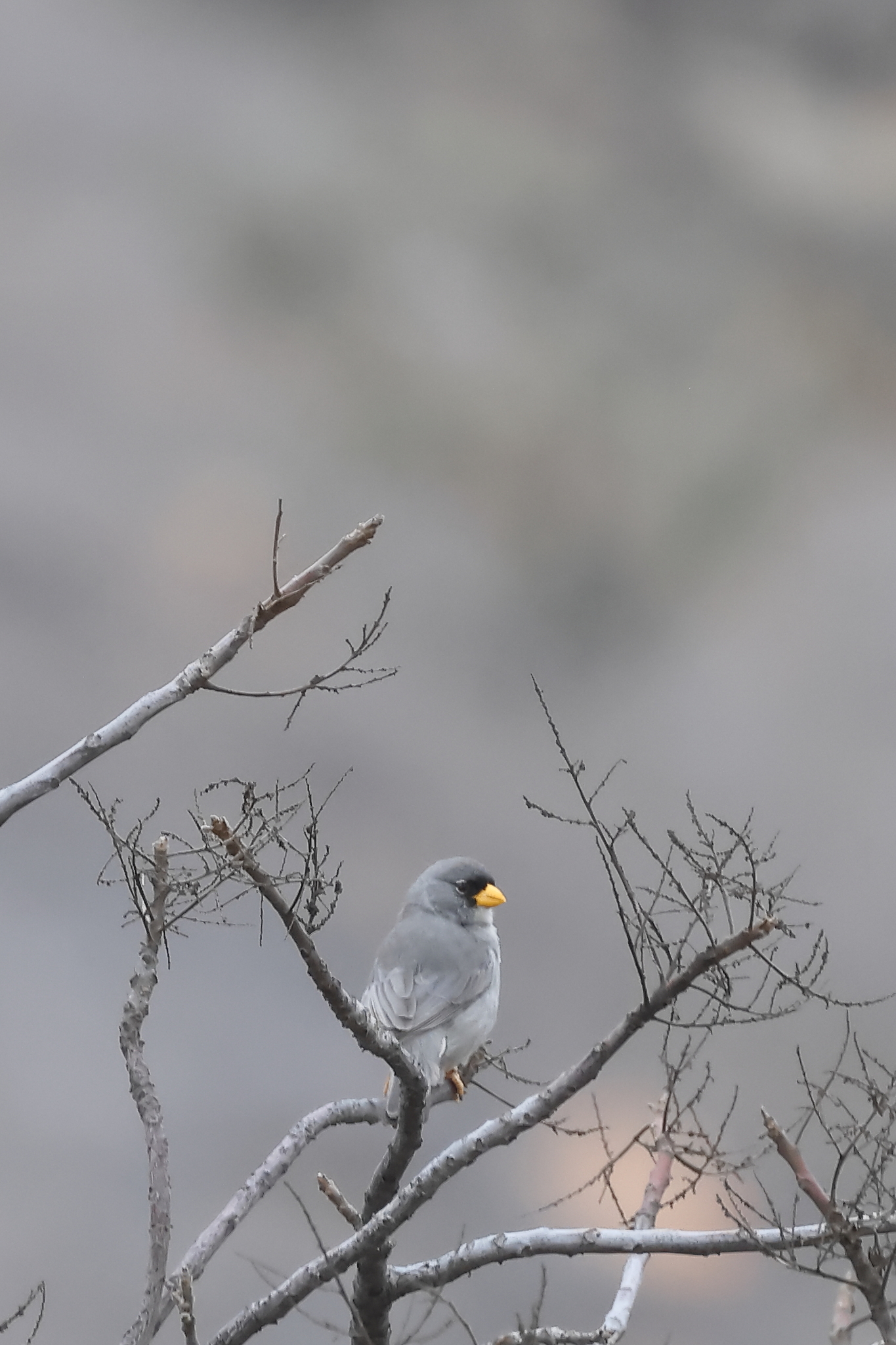 Cinereous Finch (Piezorina cinerea), photo 2