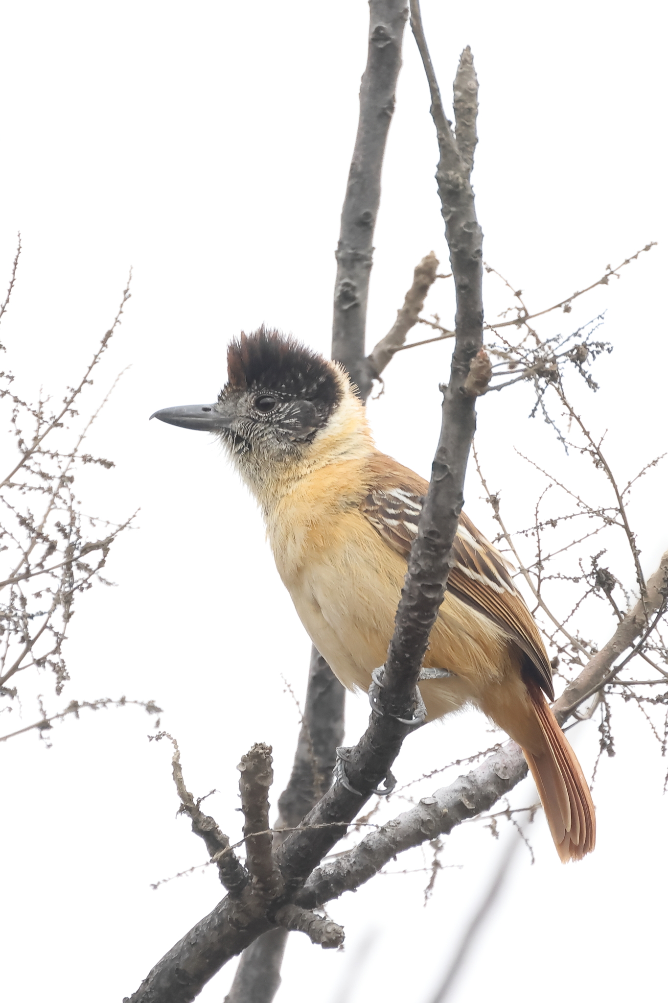 Collared Antshrike (Thamnophilus bernardi), photo 4