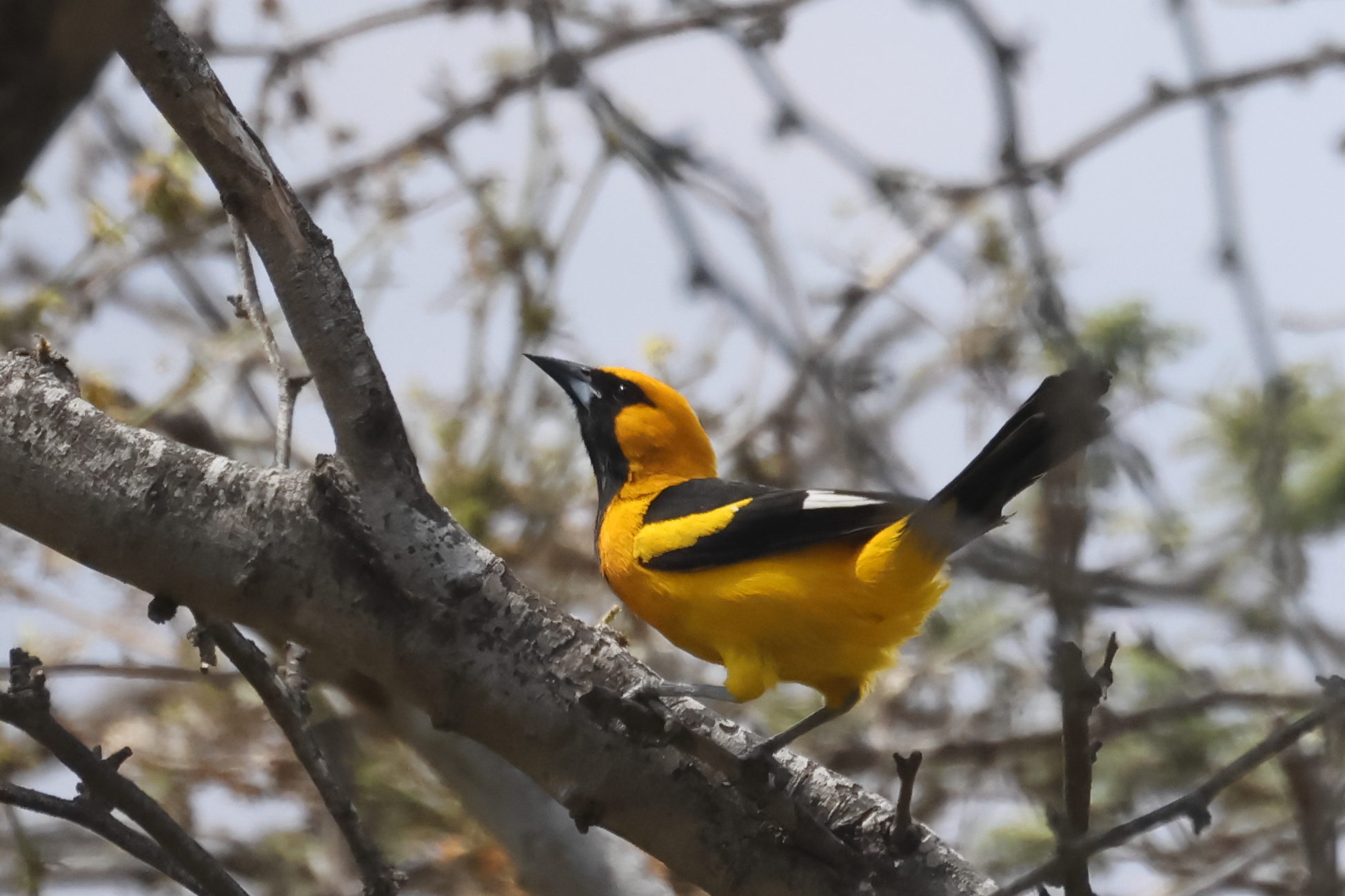 White-edged Oriole (Icterus graceannae), photo 2