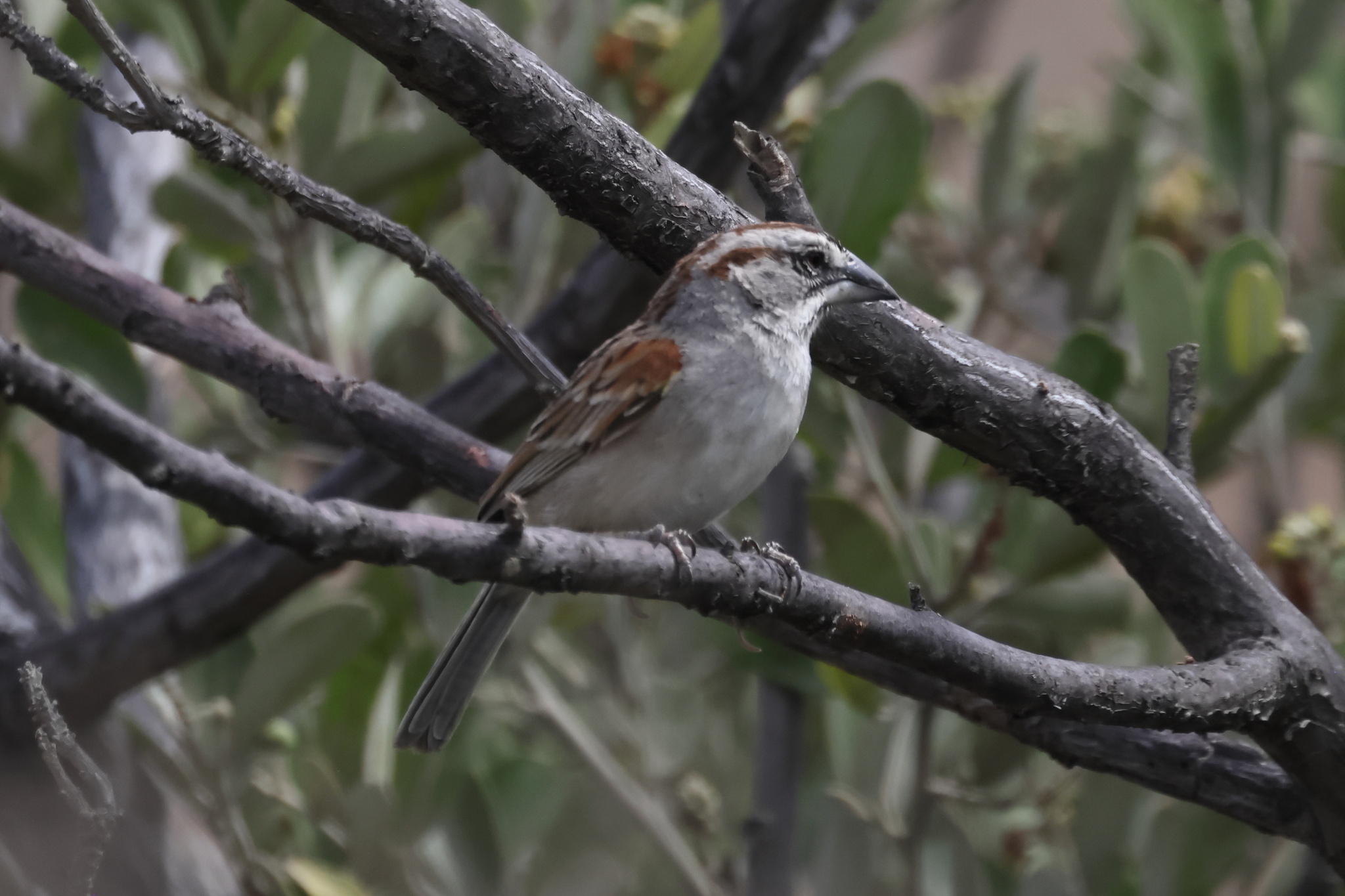 Tumbes Sparrow (Rhynchospiza stolzmanni), photo 1