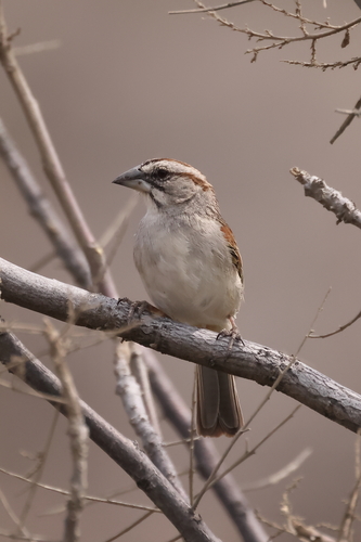 Tumbes Sparrow (Rhynchospiza stolzmanni), photo 2