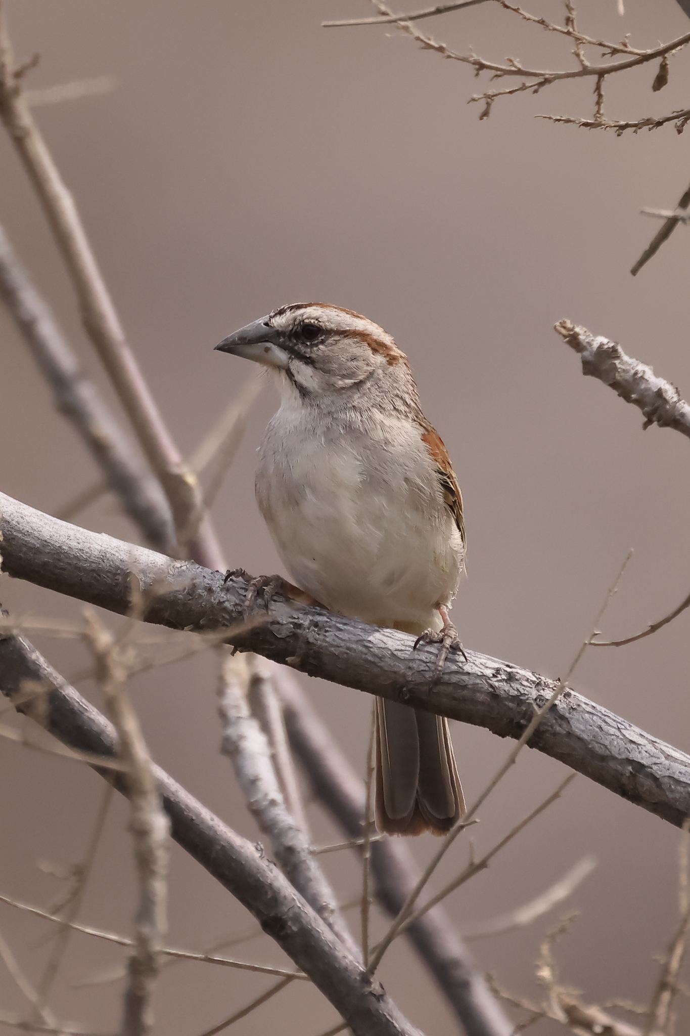 Tumbes Sparrow (Rhynchospiza stolzmanni), photo 2