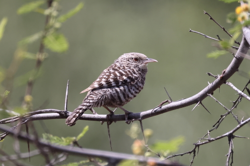 Fasciated Wren (Campylorhynchus fasciatus), photo 5