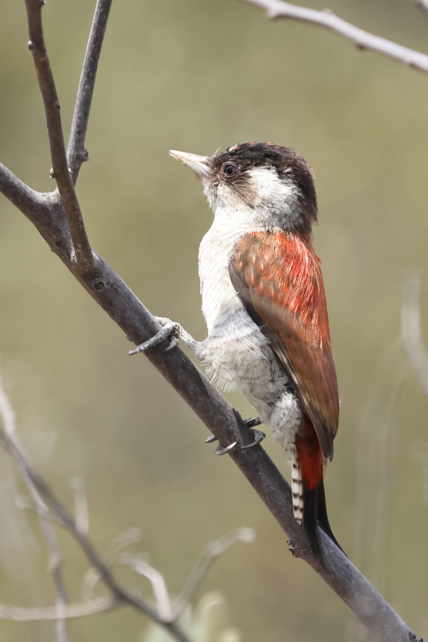 Scarlet-backed Woodpecker (Veniliornis callonotus), photo 3