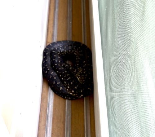 Diamond Python sighting