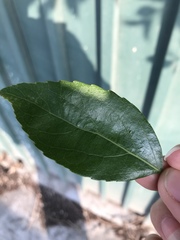 Angiospermae