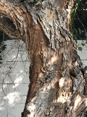 Angiospermae