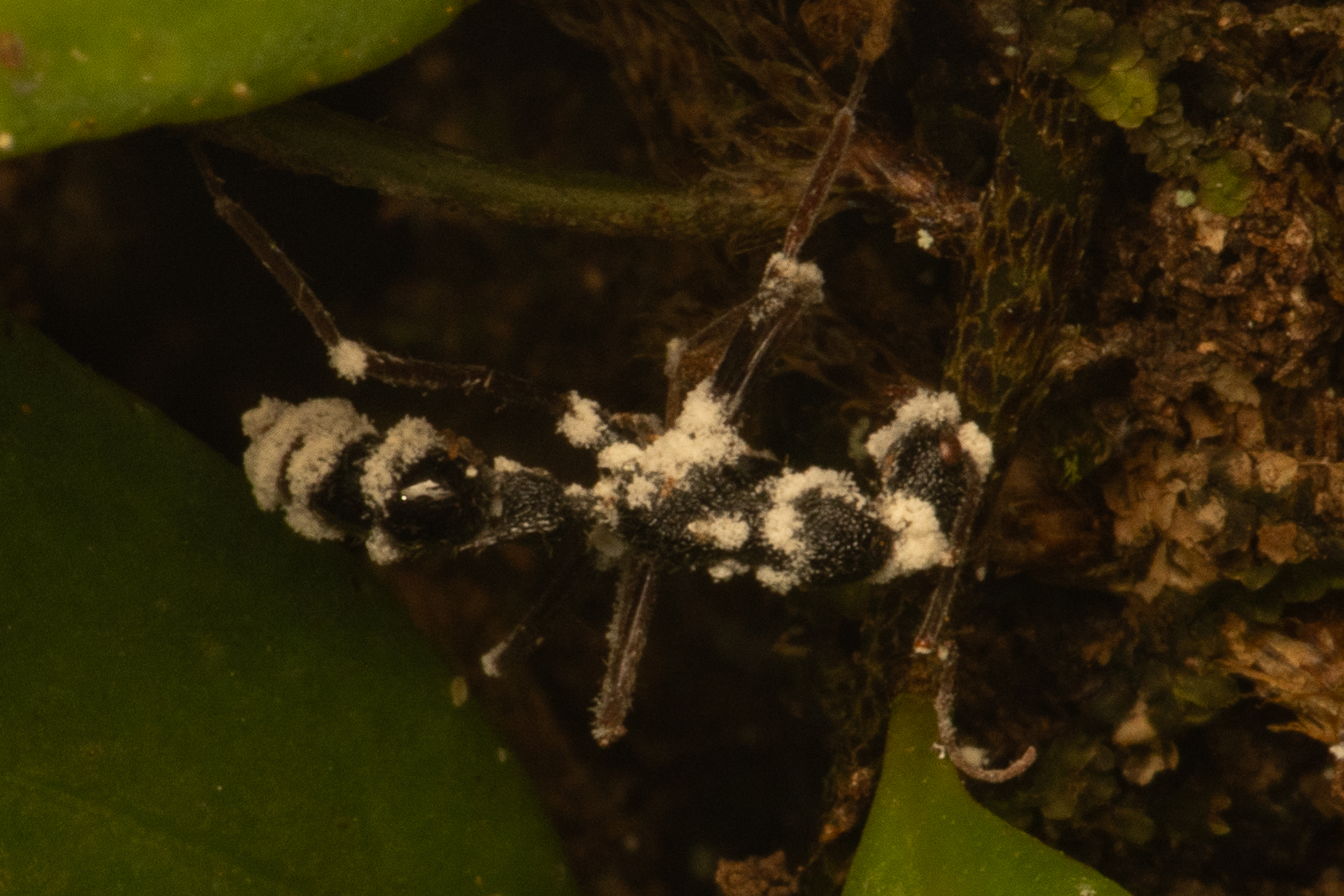 Leptogenys longensis