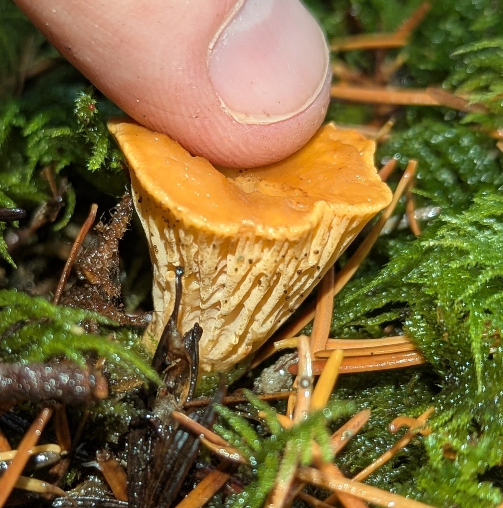 Cantharellus formosus · December 2025 · photo: © benkeen (iNaturalist, cc0)