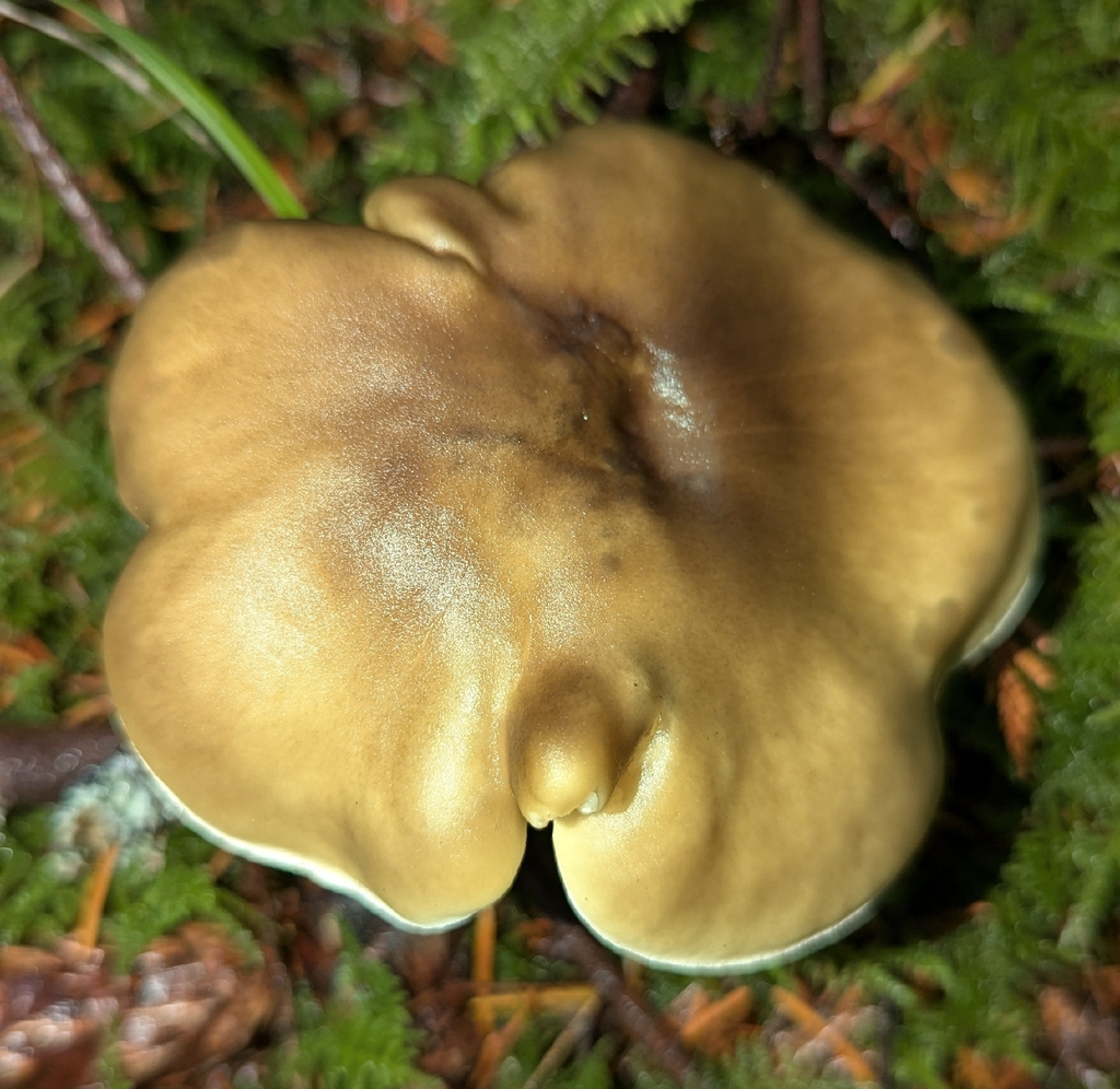 Tricholoma saponaceum