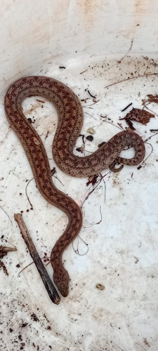 Jamaican Brown Dwarf Boa