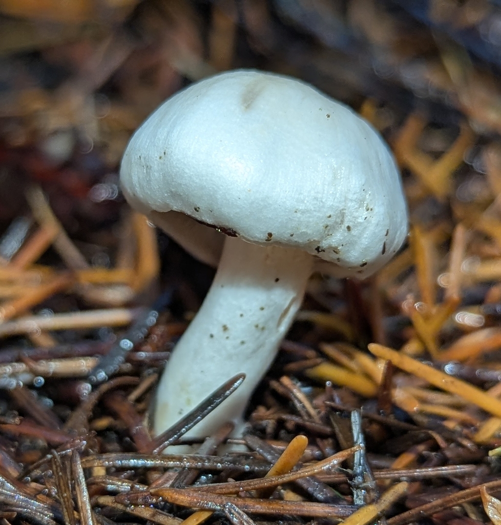Inocybe sp. 'whitei-PNW07'