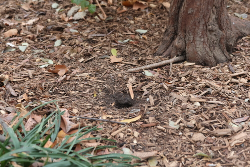 Rat photographed near here on 2025-12-04