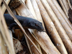 Emoia nigra