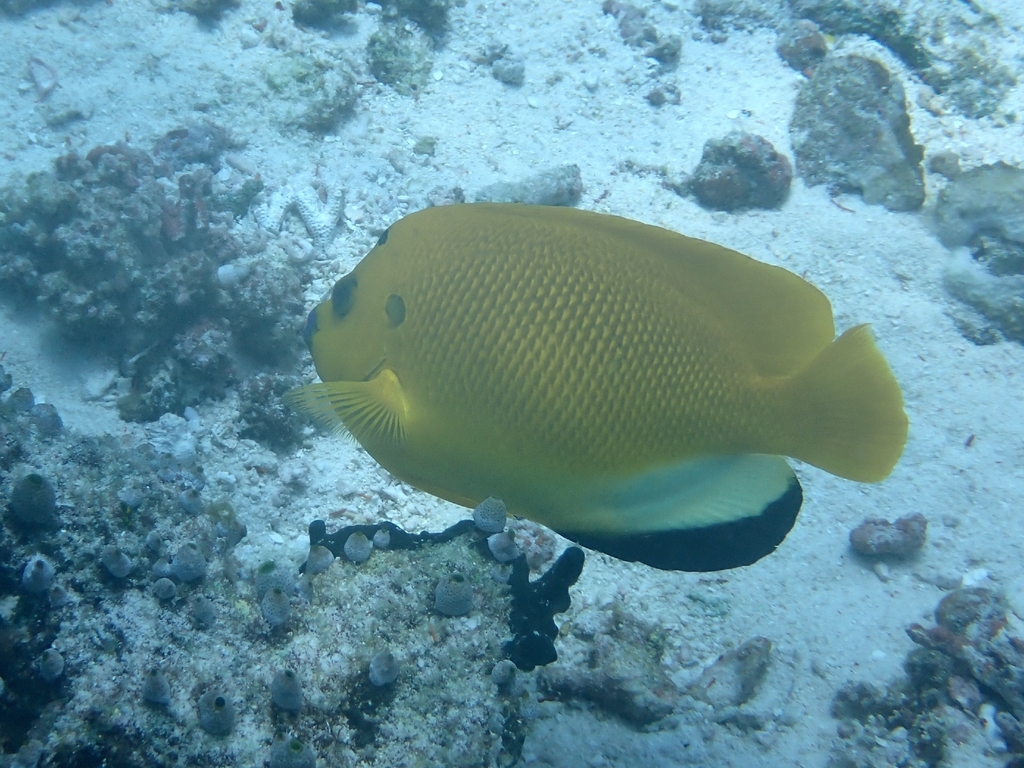 Threespot angelfish