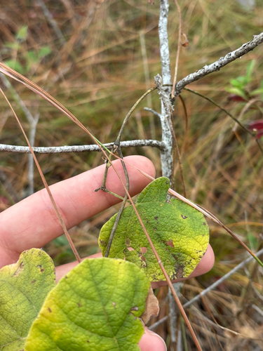 Michaux's snoutbean (Rhynchosia michauxii)