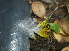 Psittaculidae