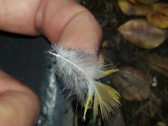 Psittaculidae