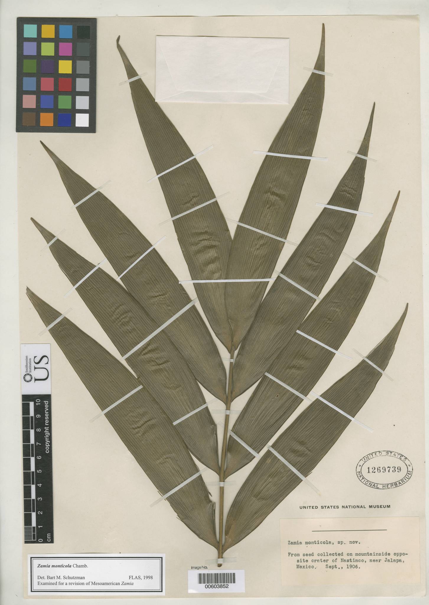 Zamia monticola