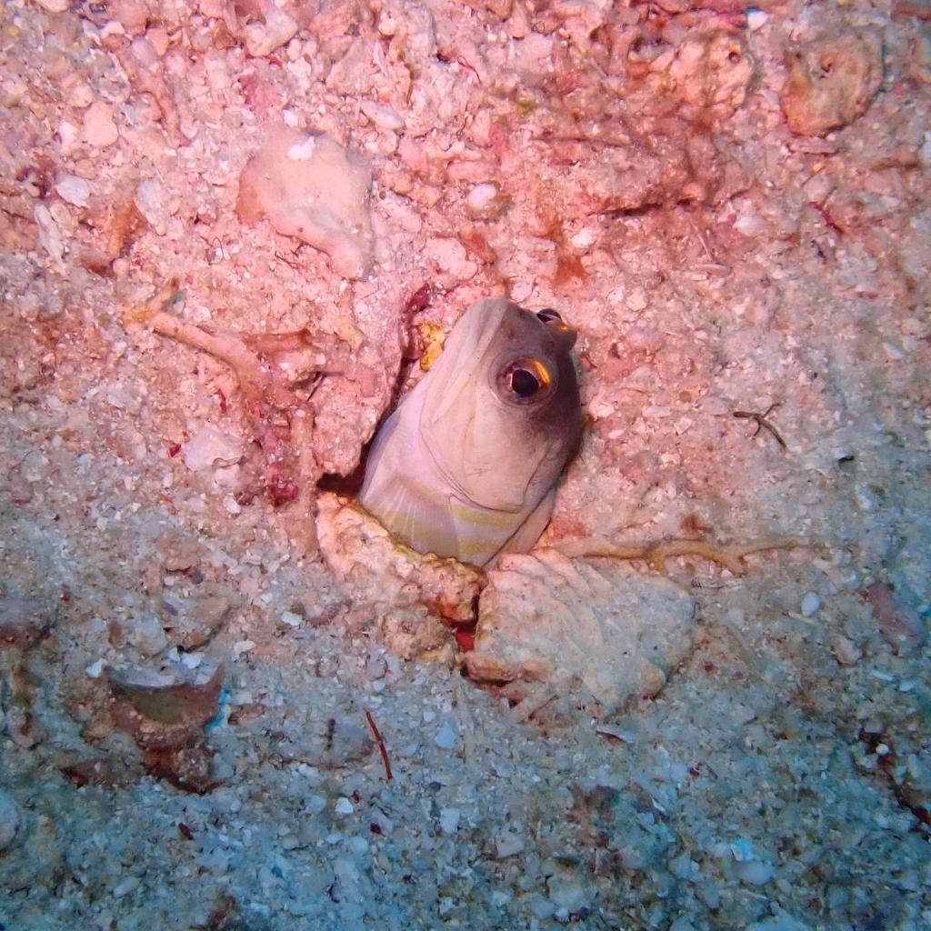 Black Cap Jawfish