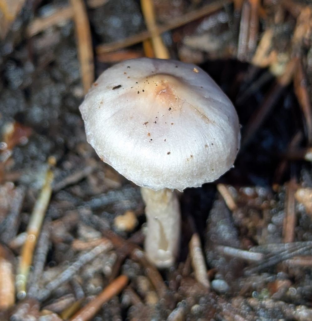 Inocybe pallidicremea · December 2025 · photo: © benkeen (iNaturalist, cc0)