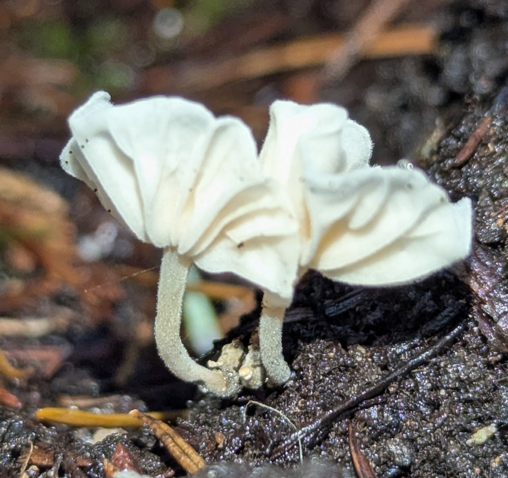 Marasmiellus sp. 'candidus-CA01' · December 2025 · photo: © benkeen (iNaturalist, cc0)