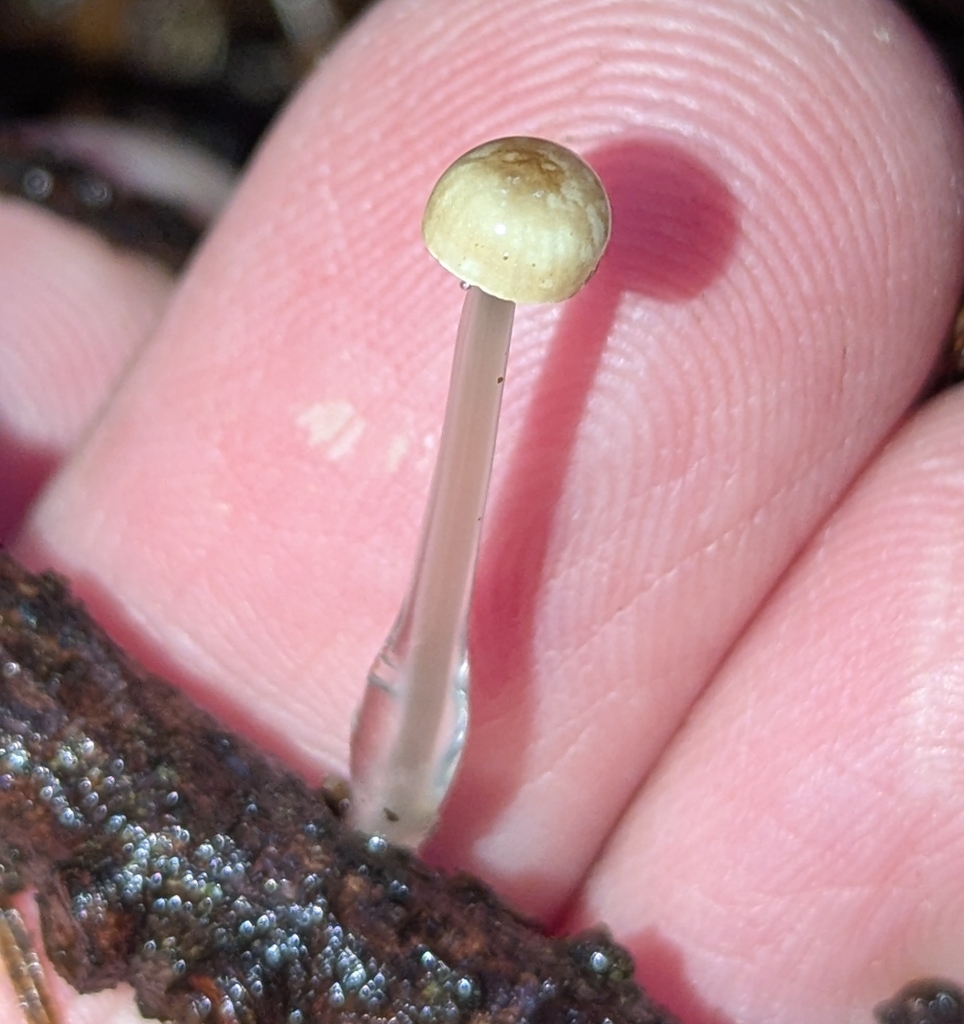 Roridomyces roridus · December 2025 · photo: © benkeen (iNaturalist, cc0)