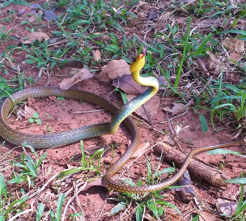 Photo of a South American Sipo (multiventris) (Chironius multiventris)