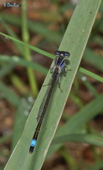 Ischnura elegans