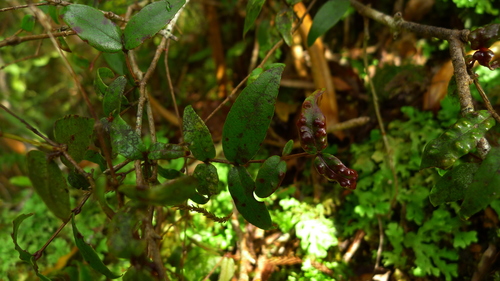 Image of Metrosideros parkinsonii by (c) Sarah Richardson, some rights reserved (CC BY)