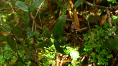 Metrosideros parkinsonii